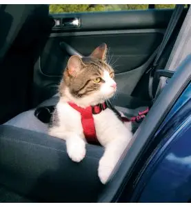 Trixie Kat Sikkerhedssele Rød