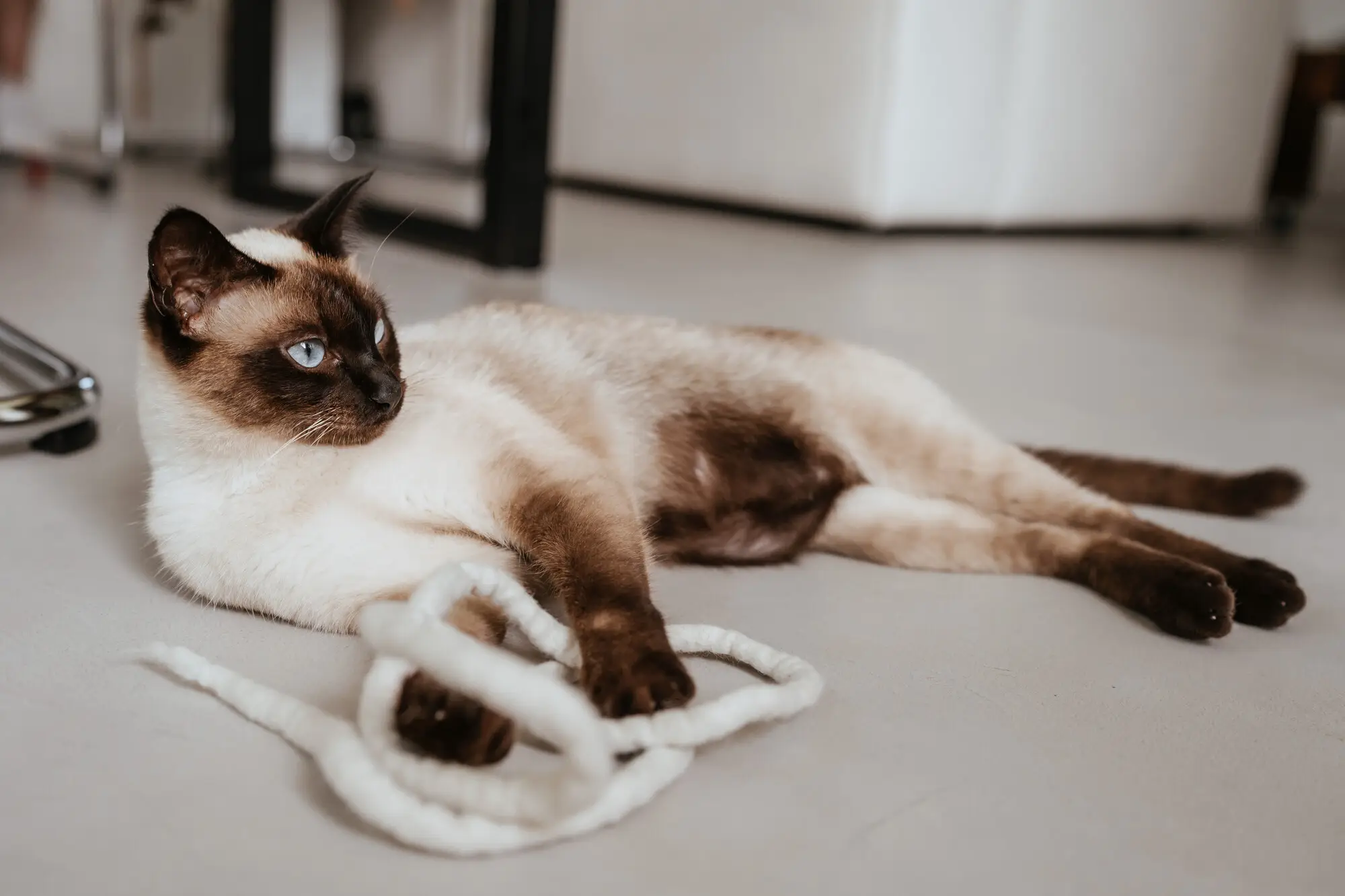 Katte