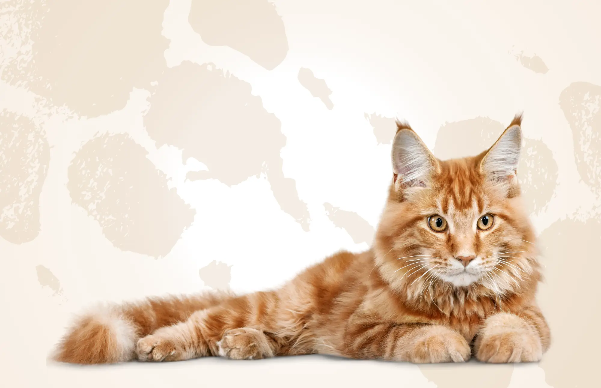 Katte